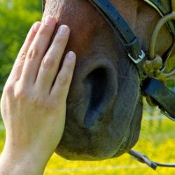 Training mit Pferden als Weg zur erfolgreichen Führung im Unternehmen